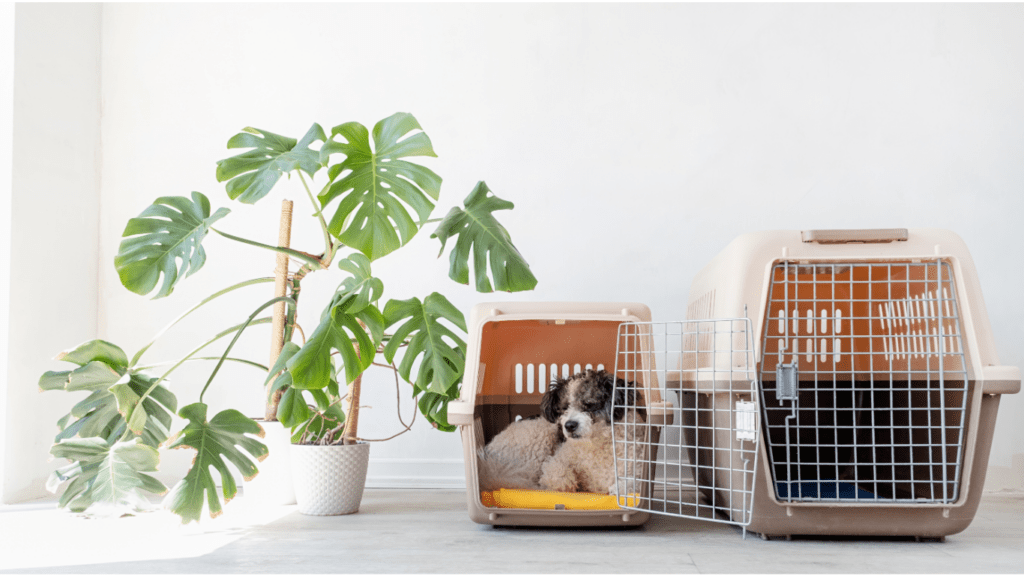 Dog inside the crate 