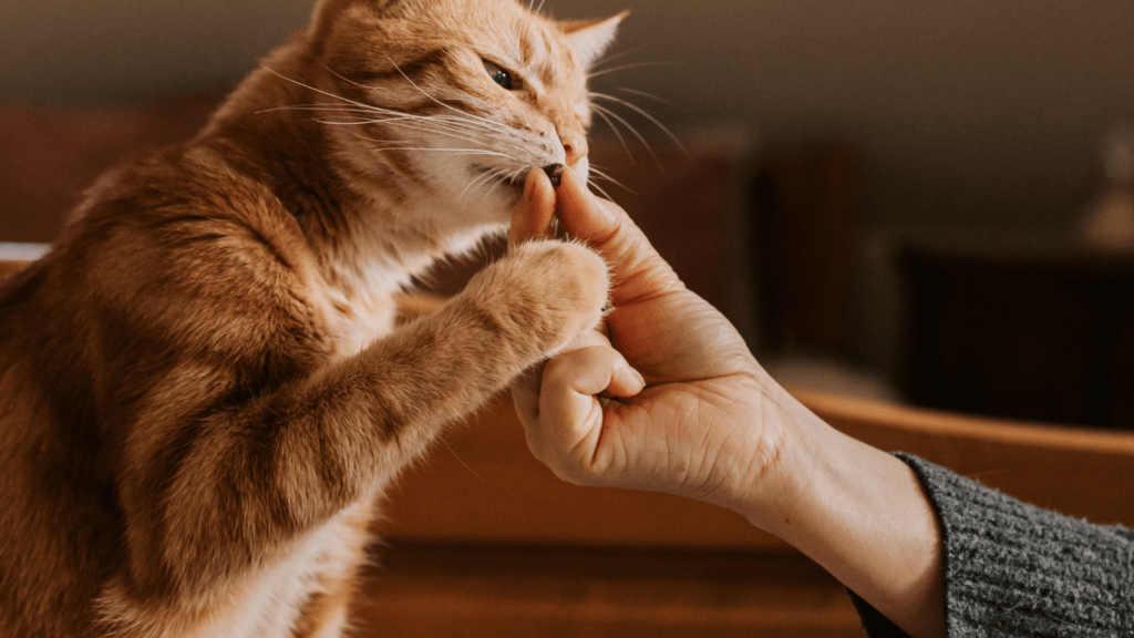 Giving treats to Cats 