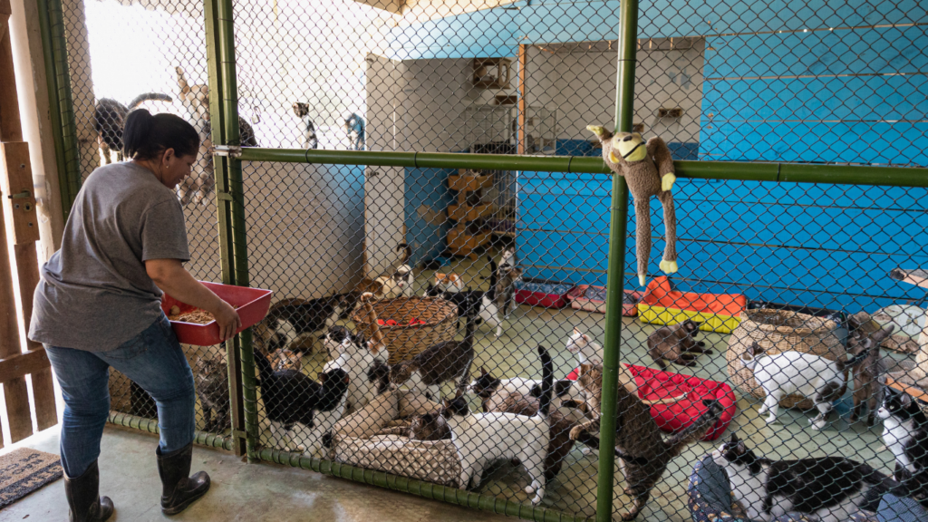 Animal Shelters