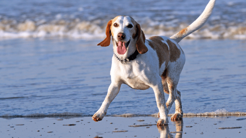 Happy Dog