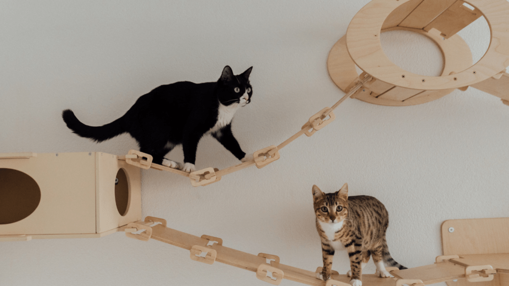 Cat Playing wooden house