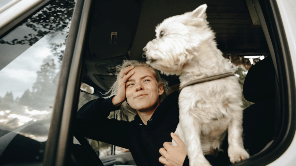 Travel with pets in a car