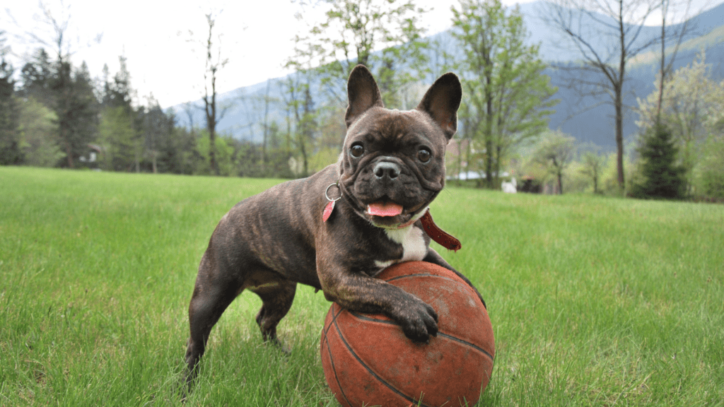 Dog playing outside 