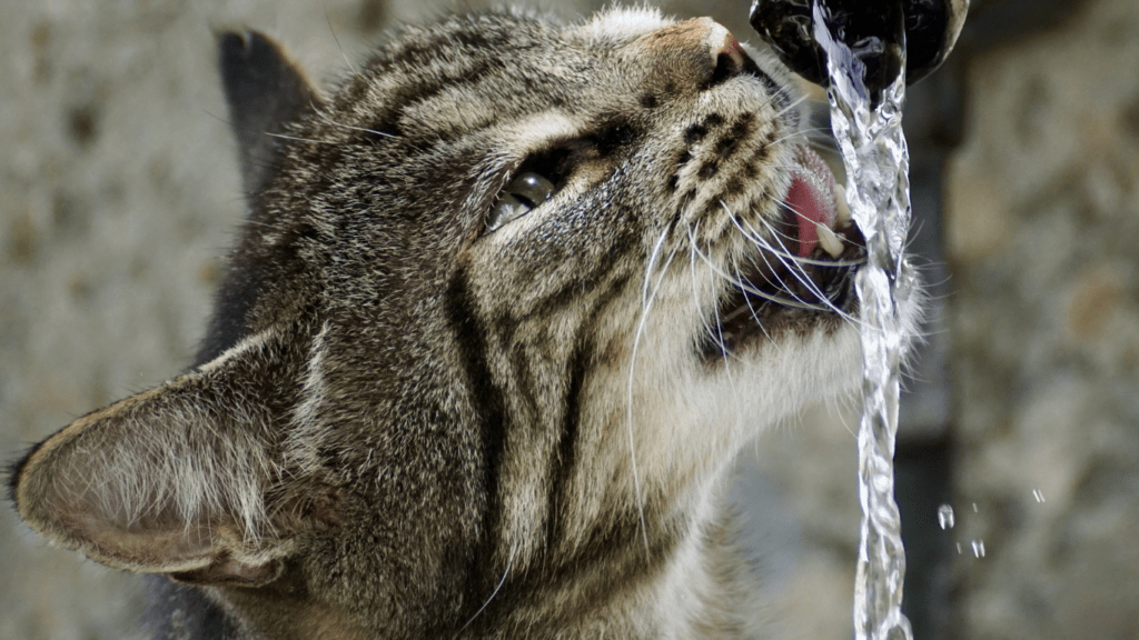 Cats drinking water