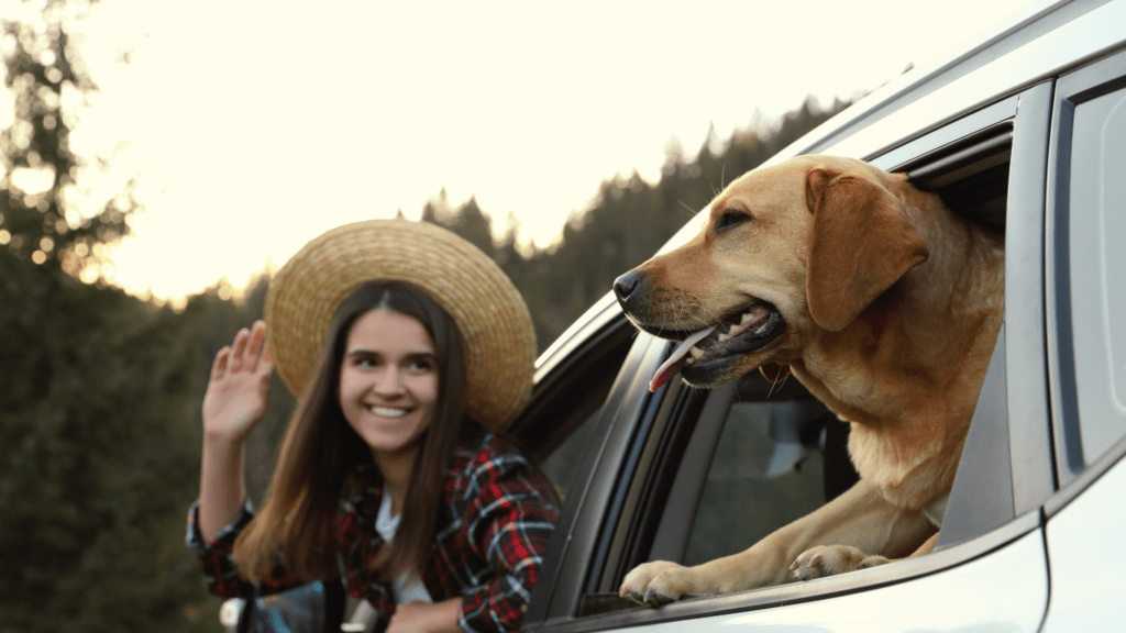 Travel with pets