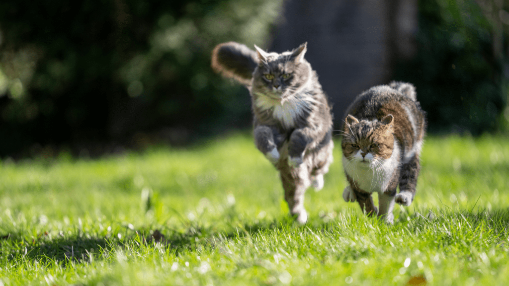 Cats running on the grass field