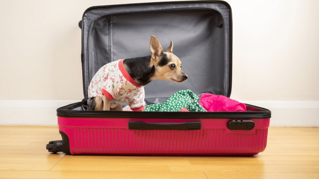 Pets on the Baggage