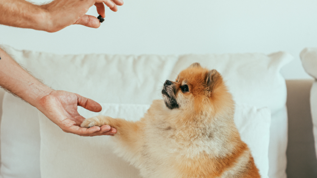 Getting Started With Positive Reinforcement Training
