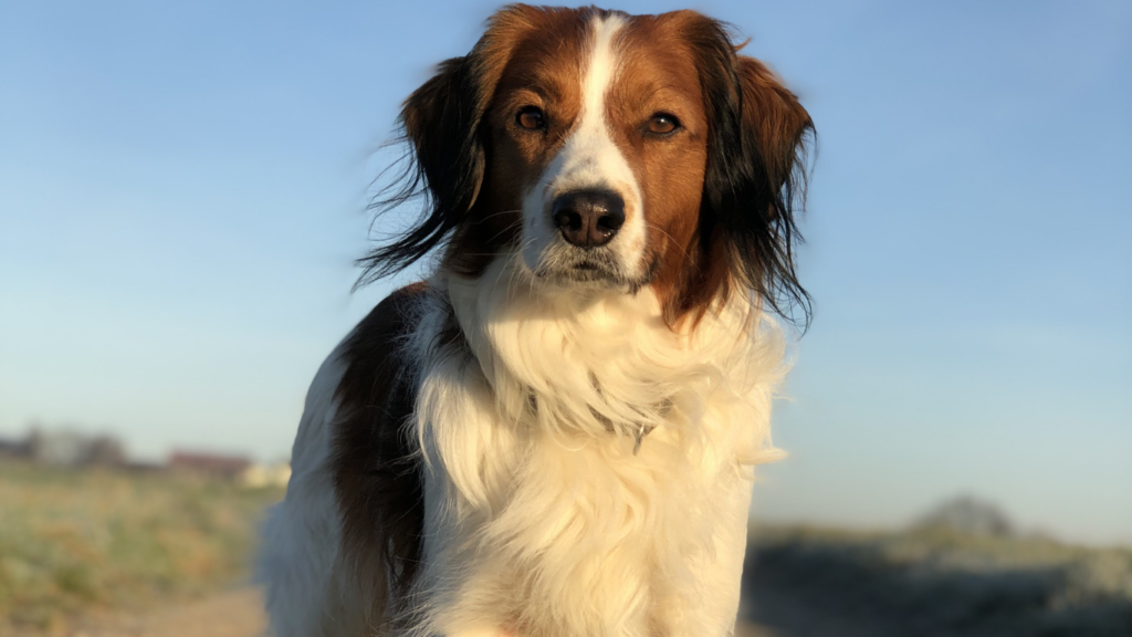 Nederlandse Kooikerhondje Dog