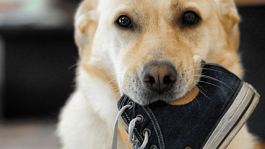 How to Address Common Behavioral Issues in Dogs Tips for Training and Socialization