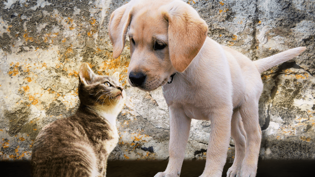 Puppy and Kitten 