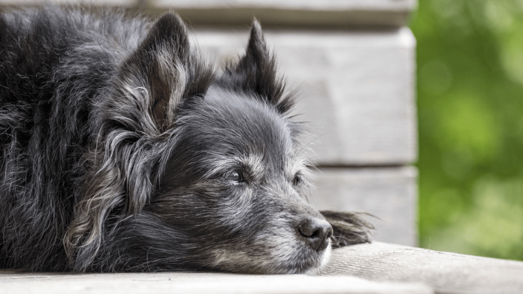 How to Care for Your Senior Pet’s Health: Essential Tips for a Happy, Healthy Life