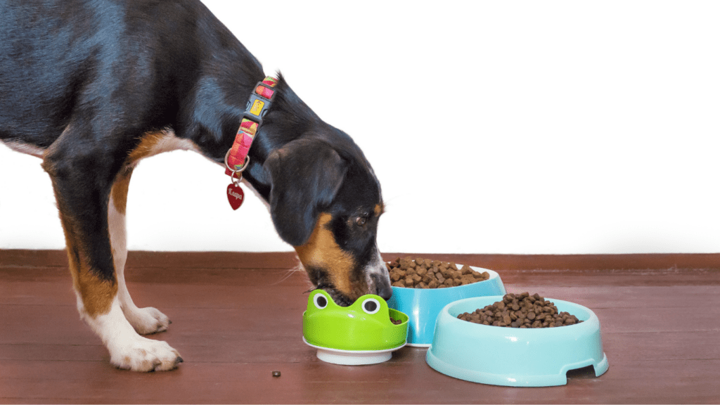 How to Choose the Right Pet Food A Safety Guide for Dogs Cats Rabbits and Guinea Pigs