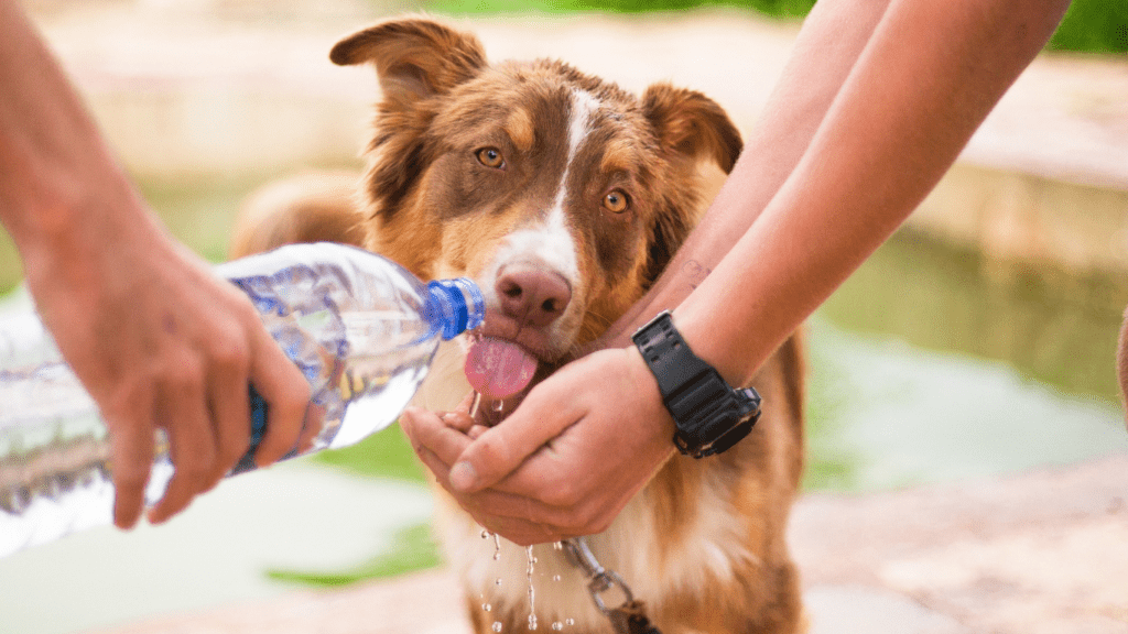 Dog Drinking Water 