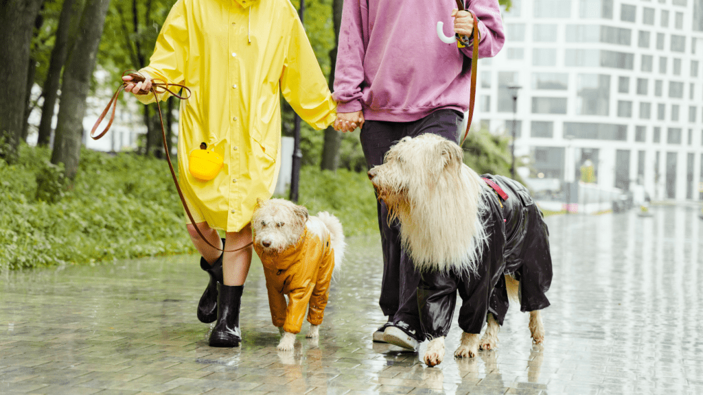 How to Keep Your Pet Safe During Extreme Weather Events Essential Tips and Precautions