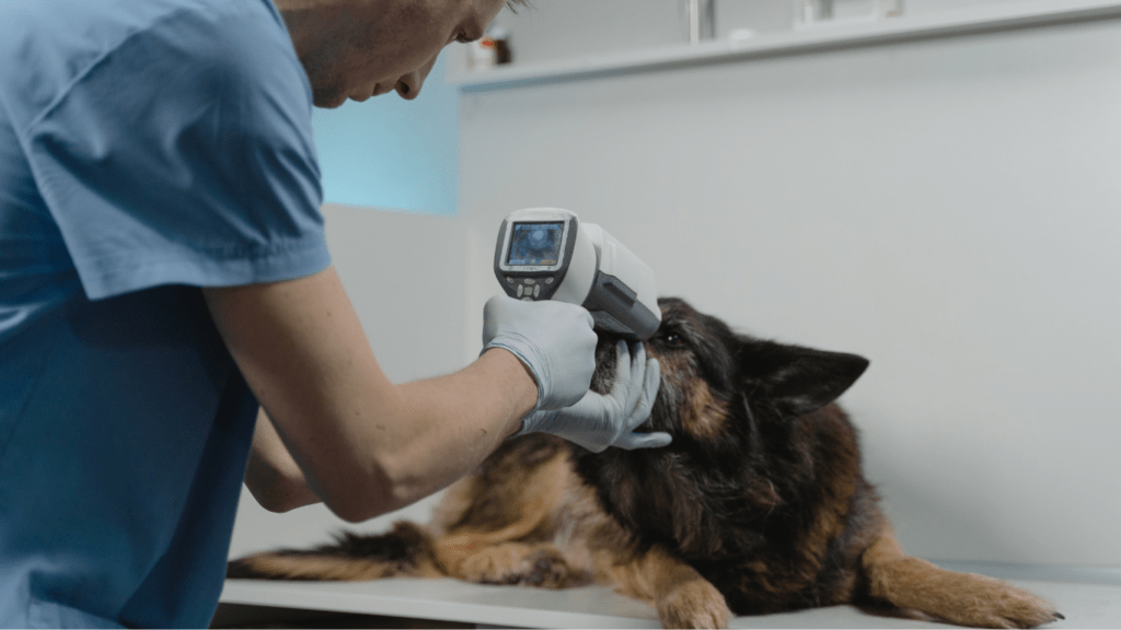 Vet checkup of dog's eye