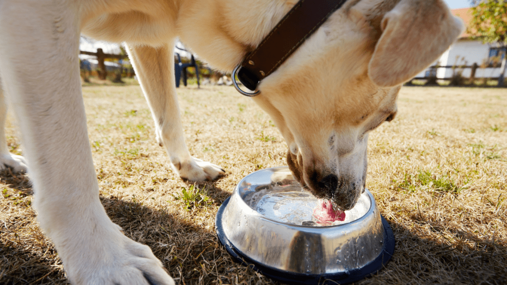 Dog drinking water 