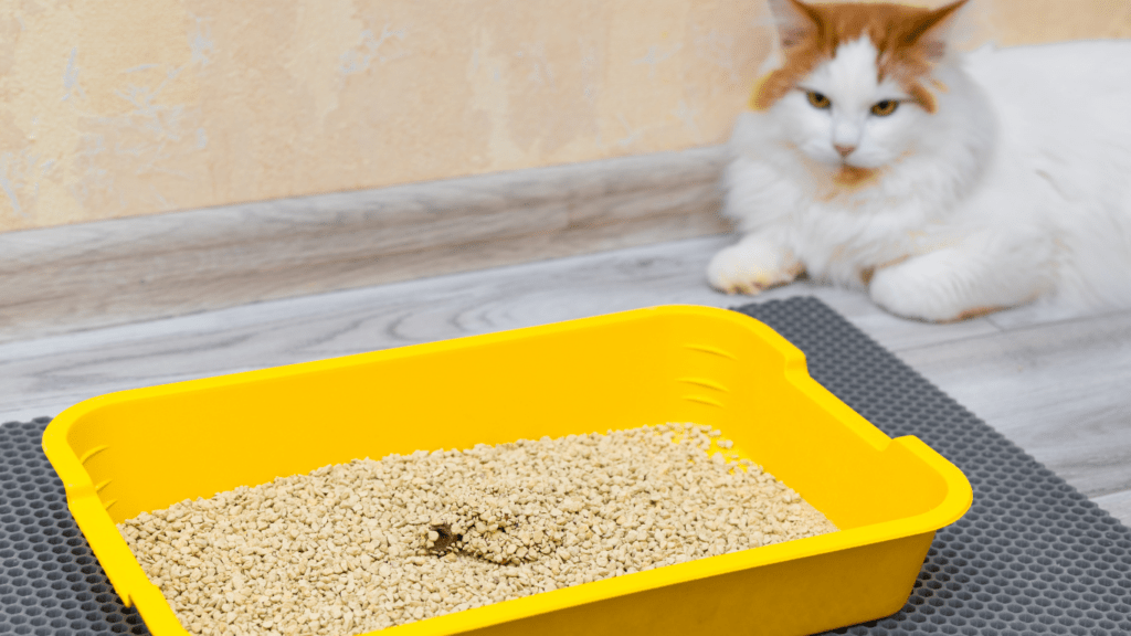 Introducing Your Pet to the Litter Box