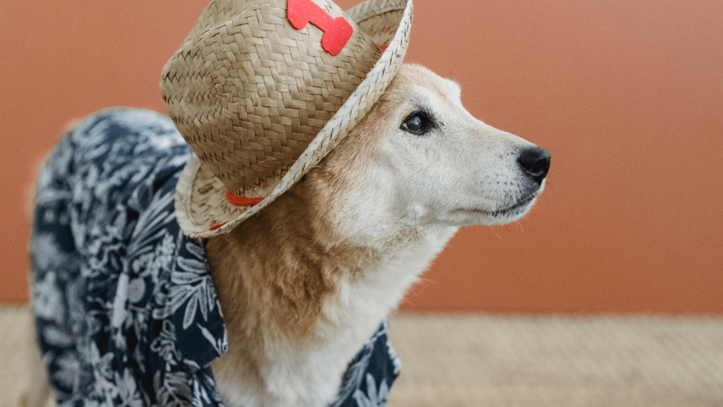 Latest Pet Fashion Trends What’s Hot This Year Discover the Top Stylish Gear for Pets