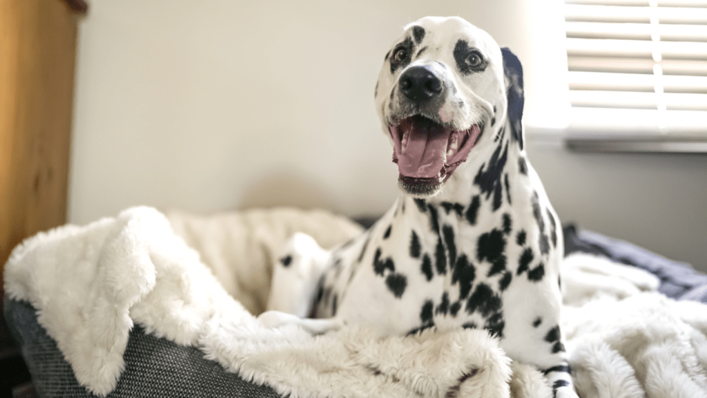 A happy Dog