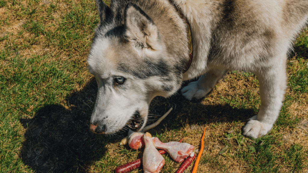 Dog eat chicken meat 