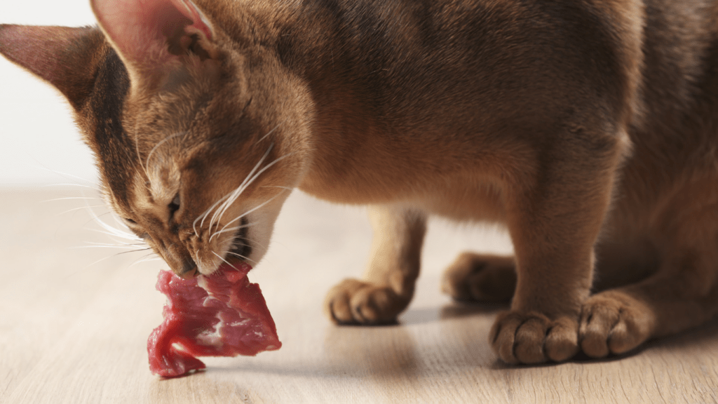 Raw Diets for Pets Are They Safe Benefits, Risks, and Expert Opinions