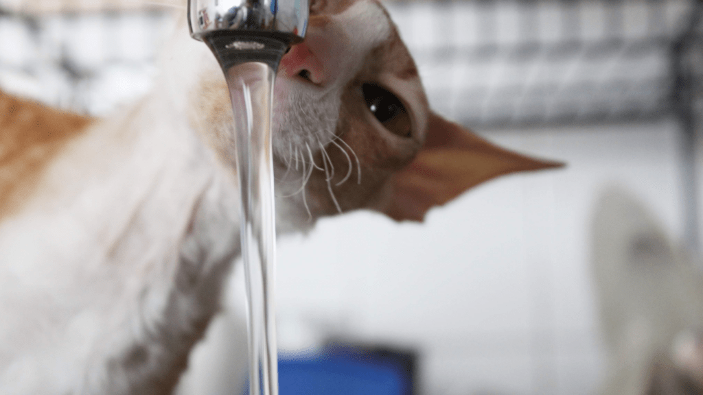 Smart Water Dispensers