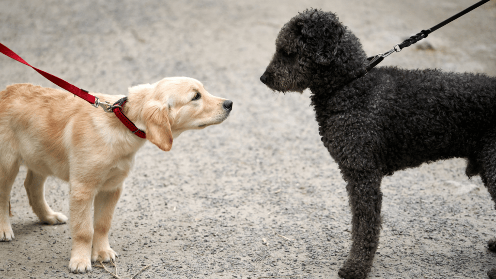 Socialization to other Dogs