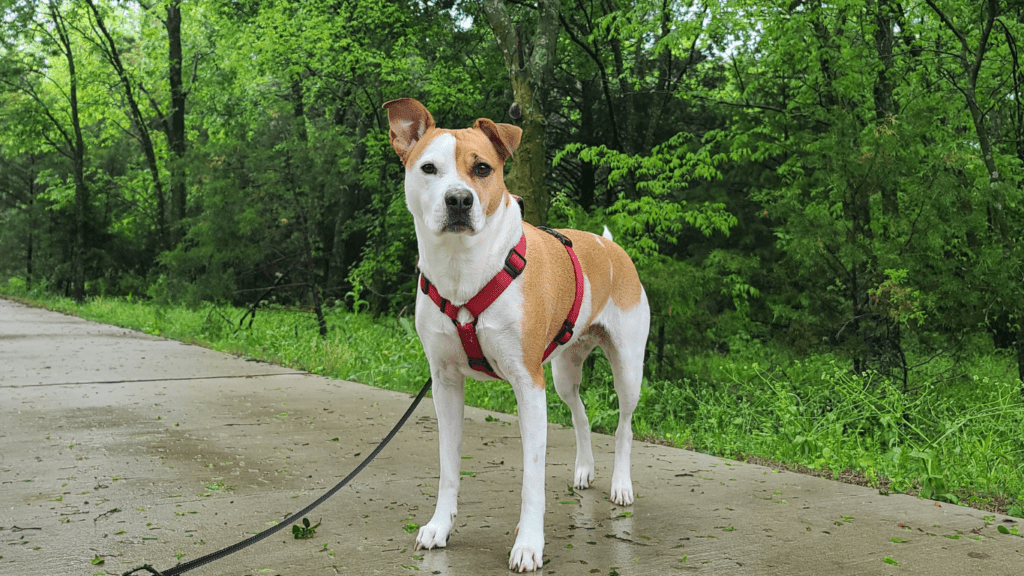 Step-by-Step Guide: Training Your Pet to Walk on a Leash Successfully