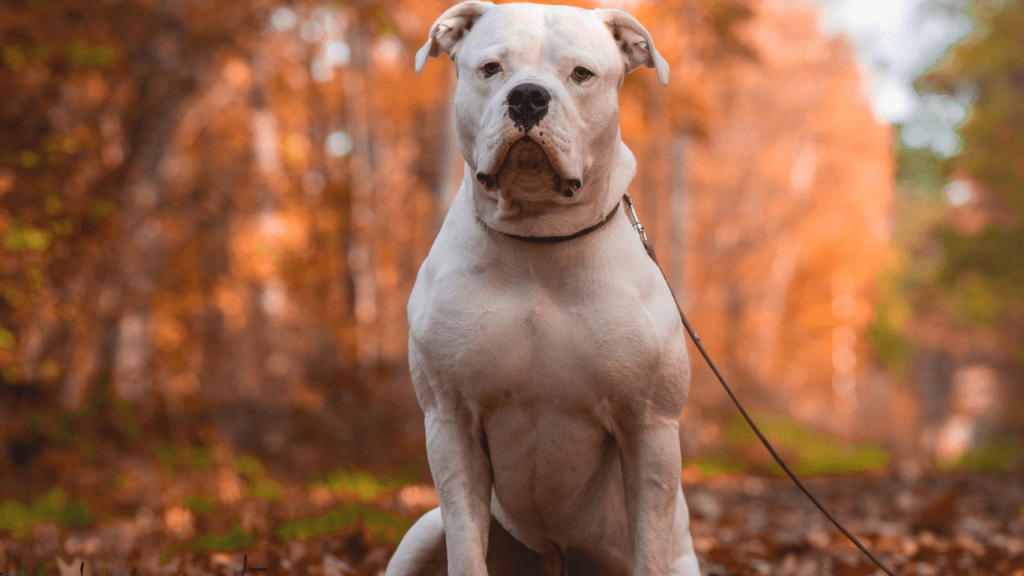 Dog on Leash Training 