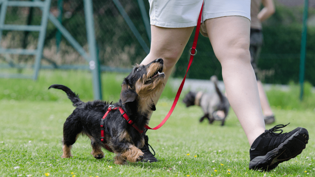 The Benefits of Obedience Training for Your Dog Stronger Bond, Better Behavior, Healthier Life