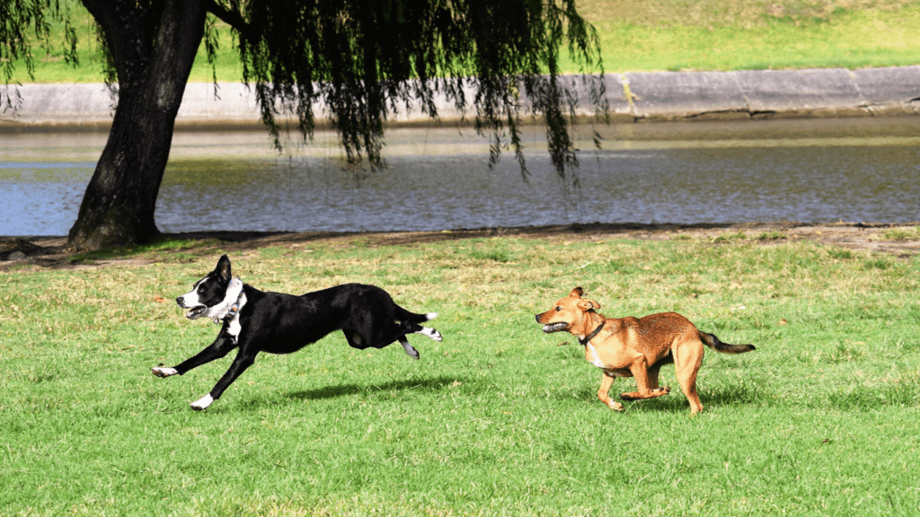 The Benefits of Regular Exercise for Your Pet Improve Health Behavior