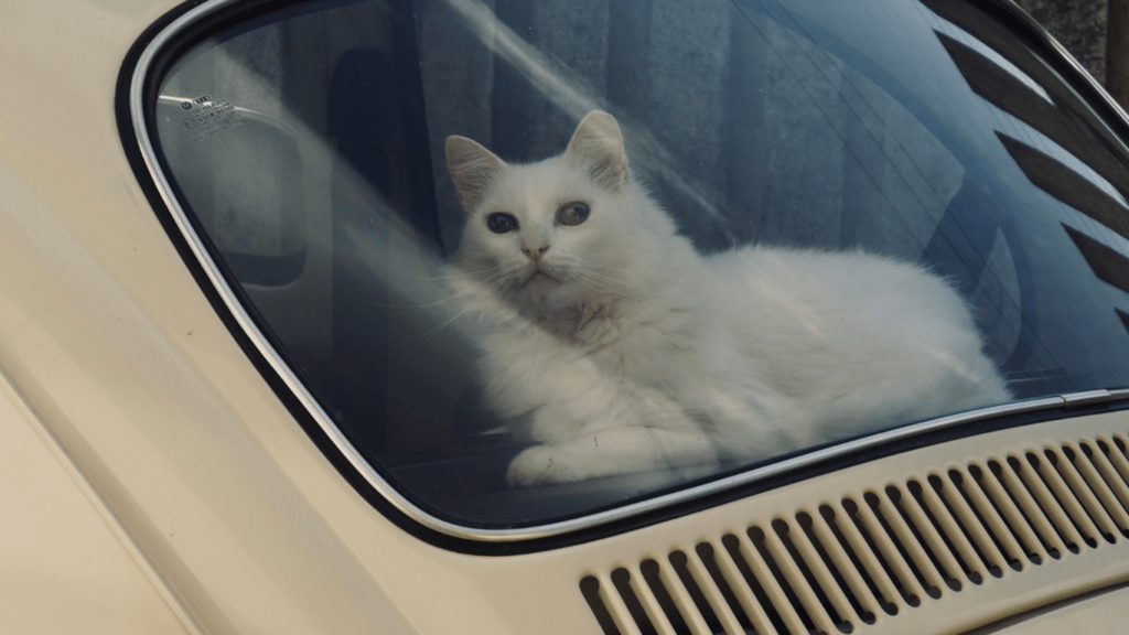 Cat inside the car