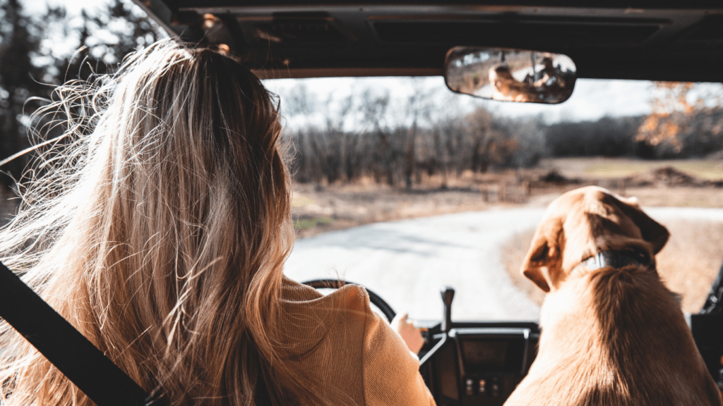 Travel with pet by car