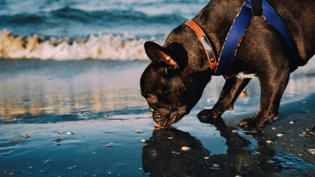 Dog drinks water