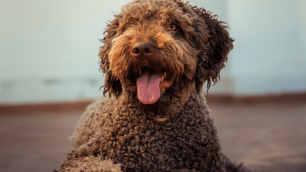 Lagotto Romagnolo Dog