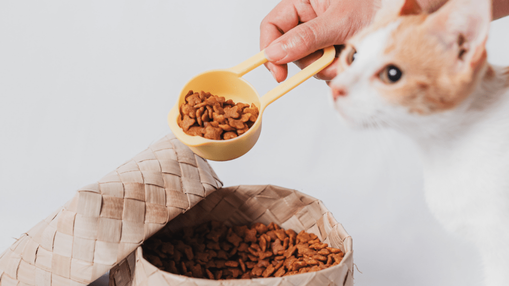 Top Cat Food Brands for 2024