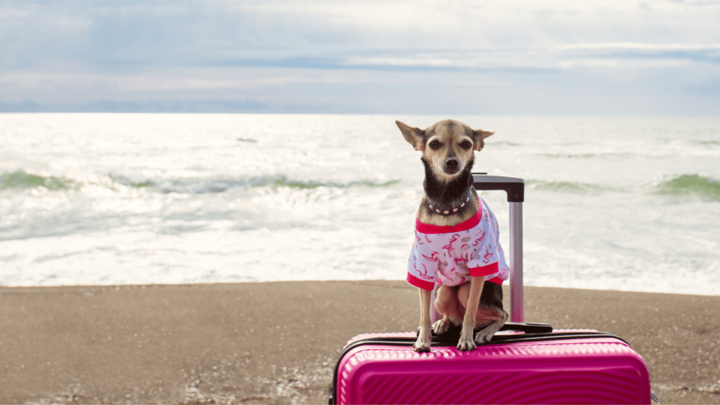 Top Tips for Safe Air Travel with Small Pets: Stress-Free Journey Guide