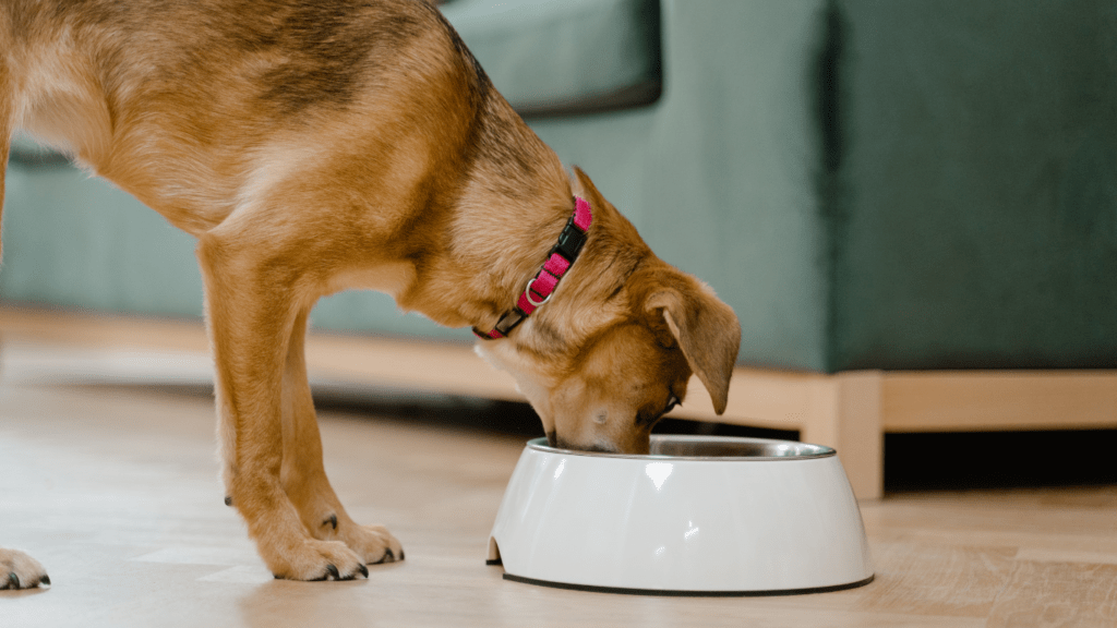 Dog eating dry kibble 