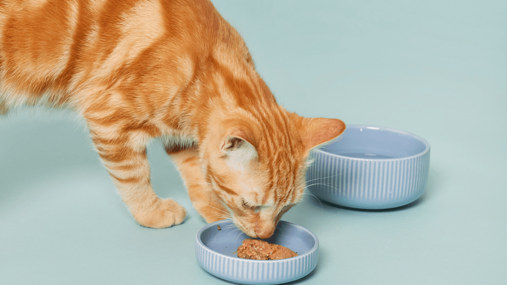 Types of Pet Food Available