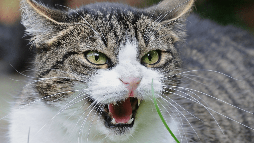 Aggressive cat