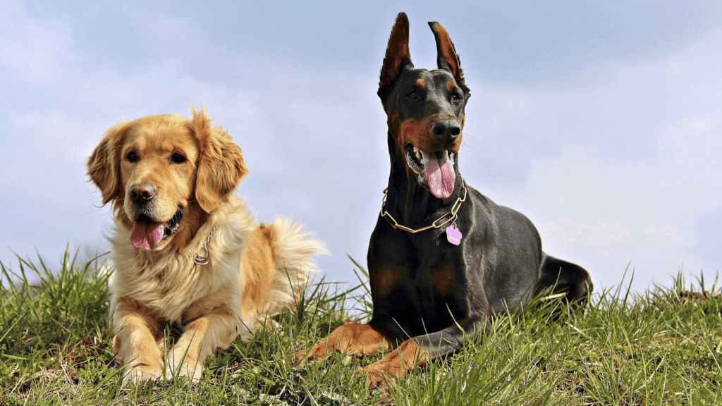 Golden retriever and Doberman Dogs