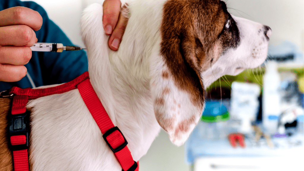 Understanding the New Pet Vaccination Guidelines: Essential Updates for Pet Owners