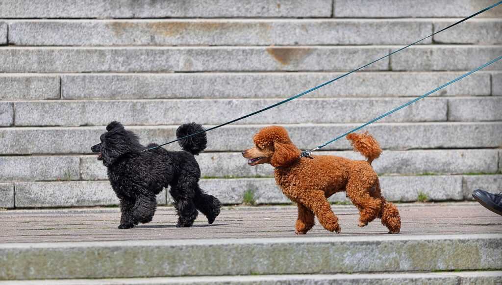 dogs, poodles, toy poodles, nature, animals, dog walking
