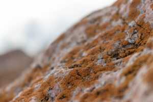 body wash without sodium laureth sulfate