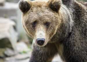 what does mrs. morningstar suggest that sancho should get?