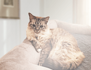 can i stream greensurvive2004 game on pc