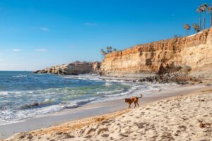 healthy pet travel tips