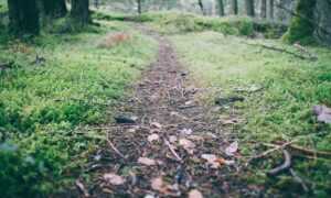 how to use immorpos35.3 software