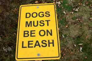 leash training guide